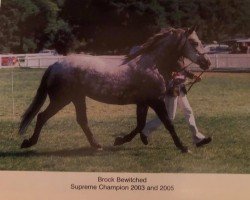 Zuchtstute Brock Bewitched (New-Forest-Pony, 1998, von Buckland Dragonslayer)