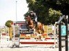 jumper Gracy Girl 3 (Oldenburg show jumper, 2016, from Graf Top)