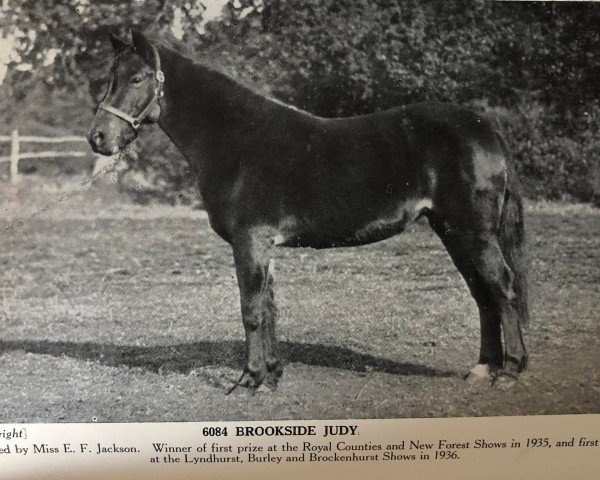 Zuchtstute Brookside Judy (New-Forest-Pony, 1927, von Burton Slow Lad)
