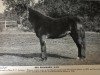 broodmare Brookside Judy (New Forest Pony, 1927, from Burton Slow Lad)