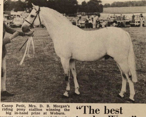 stallion Cusop Petit (British Riding Pony, 1961, from Bwlch Valentino)