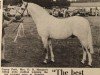 stallion Cusop Petit (British Riding Pony, 1961, from Bwlch Valentino)