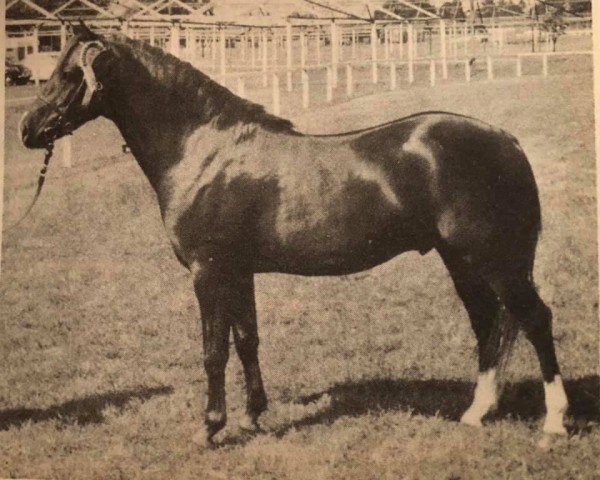 stallion The Hale Friday (Welsh-Pony (Section B), 1973, from Downland Mandarin)