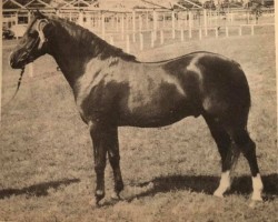 stallion The Hale Friday (Welsh-Pony (Section B), 1973, from Downland Mandarin)