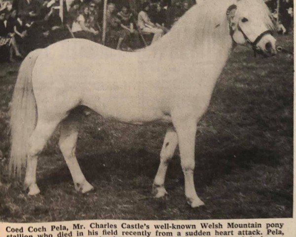 Deckhengst Coed Coch Pela (Welsh Mountain Pony (Sek.A), 1954, von Coed Coch Madog)