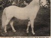 stallion Coed Coch Pela (Welsh mountain pony (SEK.A), 1954, from Coed Coch Madog)