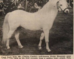 Deckhengst Coed Coch Pela (Welsh Mountain Pony (Sek.A), 1954, von Coed Coch Madog)