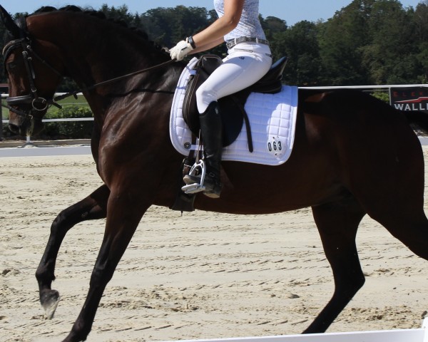 dressage horse Finara 3 (Hanoverian, 2015, from Fürstenball)