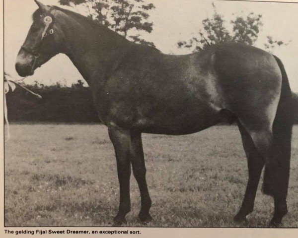 horse Fijal Sweet Dreamer (New Forest Pony, 1976, from Bridgelea Candy Cane)