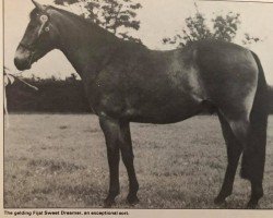 Pferd Fijal Sweet Dreamer (New-Forest-Pony, 1976, von Bridgelea Candy Cane)