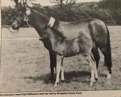 Zuchtstute Fijal Reflection (New-Forest-Pony, 1974, von Beacon Shooting Star)