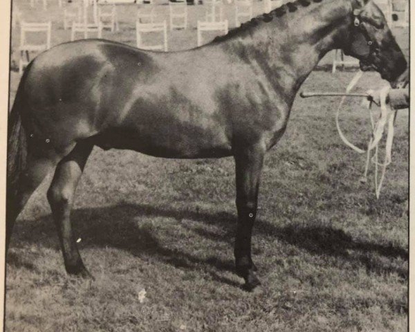 stallion Fijal Soloist (New Forest Pony, 1971, from Bridgelea Candy Cane)