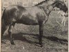 stallion Fijal Soloist (New Forest Pony, 1971, from Bridgelea Candy Cane)