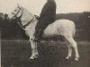 Zuchtstute Lady Grey (New-Forest-Pony, 1953, von Forest Horse)