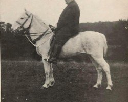 Zuchtstute Lady Grey (New-Forest-Pony, 1953, von Forest Horse)