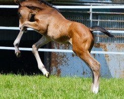 jumper Stute von Clarimo / Dior van Berken (Oldenburg show jumper, 2023, from Clarimo Ask)