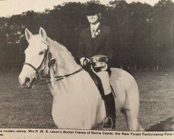 horse Burton France of Norris Castle (New Forest Pony, 1964, from Priory Blue Peter)