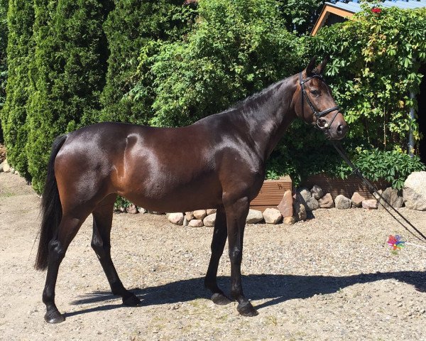 jumper Gold Diva (Holsteiner, 2012, from Goldfever)