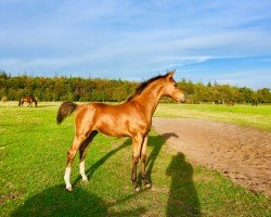 Springpferd Kalla Bossen (Holsteiner, 2019, von Cashmere)