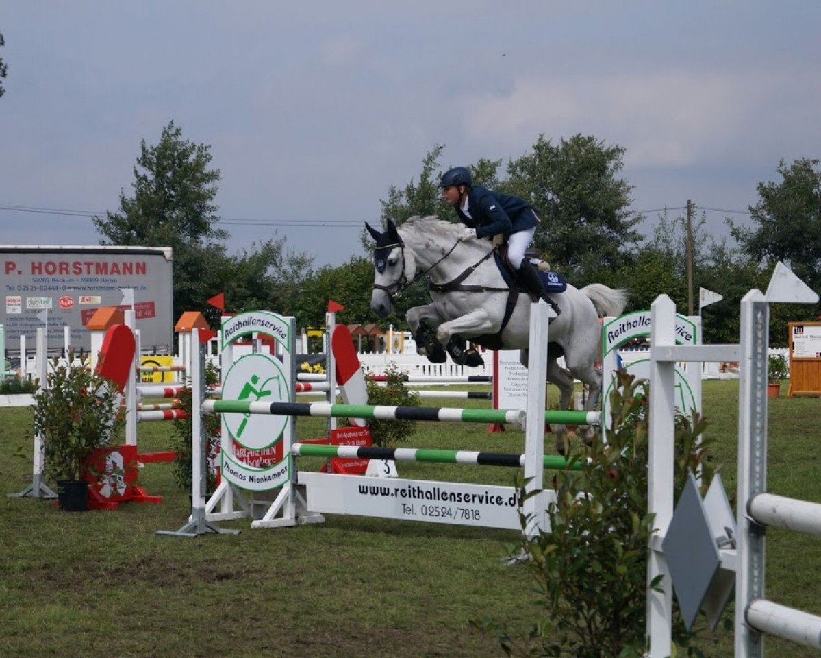 Springpferd Libell 28 (Deutsches Reitpferd, 2005, von Loredano 2)