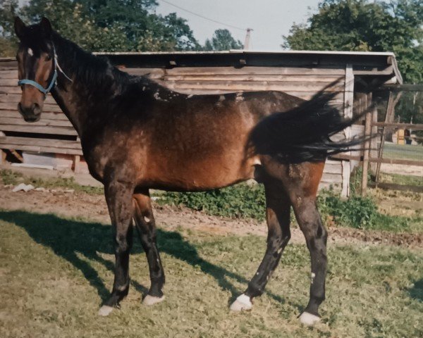 horse Don Bosco (Westphalian, 1975, from Damokles)