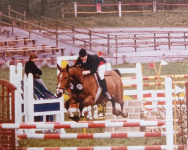 Zuchtstute Rapuenzel (Westfale, 1978, von Rinaldini)