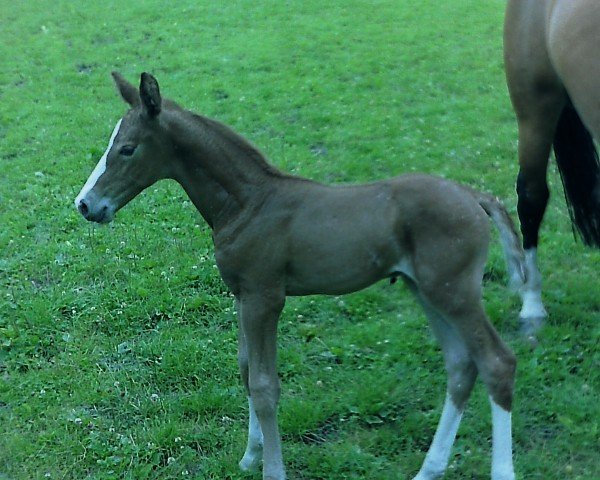 horse Ulando (Westphalian, 1988, from Ulan)