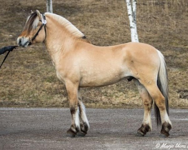 Pferd Odal Foss 17 F (Fjordpferd, 2019, von Kotalan Rocker 15 F)