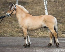 Pferd Odal Foss 17 F (Fjordpferd, 2019, von Kotalan Rocker 15 F)