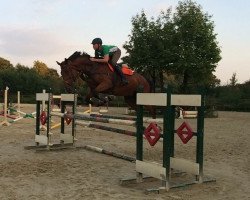 jumper Heavy 2 (Belgian Warmblood, 2007, from Pkz Contact van de Heffinck)