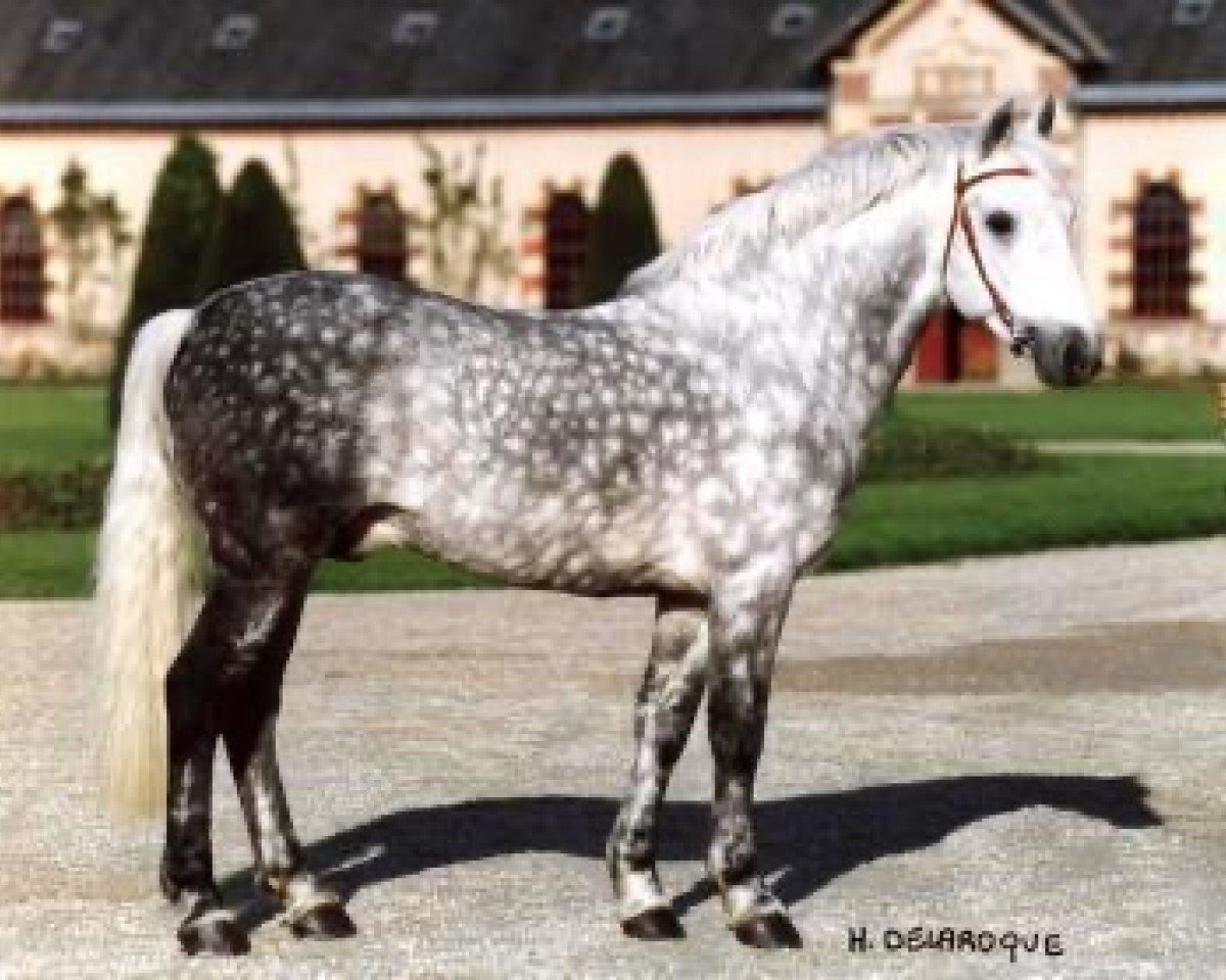 Deckhengst Eloi IV (Connemara-Pony, 1992, von Tanam an Diaghall)