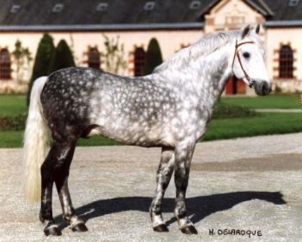 stallion Eloi IV (Connemara Pony, 1992, from Tanam an Diaghall)