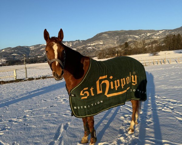 jumper Hannette (KWPN (Royal Dutch Sporthorse), 2012, from Cavy's Boy)