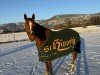 jumper Hannette (KWPN (Royal Dutch Sporthorse), 2012, from Cavy's Boy)