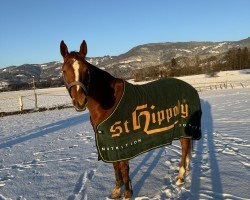 jumper Hannette (KWPN (Royal Dutch Sporthorse), 2012, from Cavy's Boy)