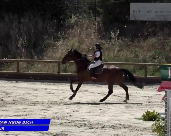 Pferd Saphir d'Azur (Selle Français, 2006, von Calvaro Z)