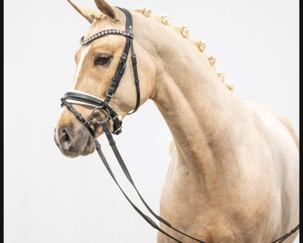 dressage horse Golden Heat (German Riding Pony, 2021, from Golden Grey NRW)