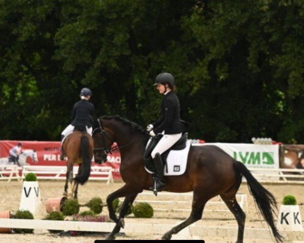 dressage horse Haily de Coer (anglo european sporthorse, 2019, from Hero)