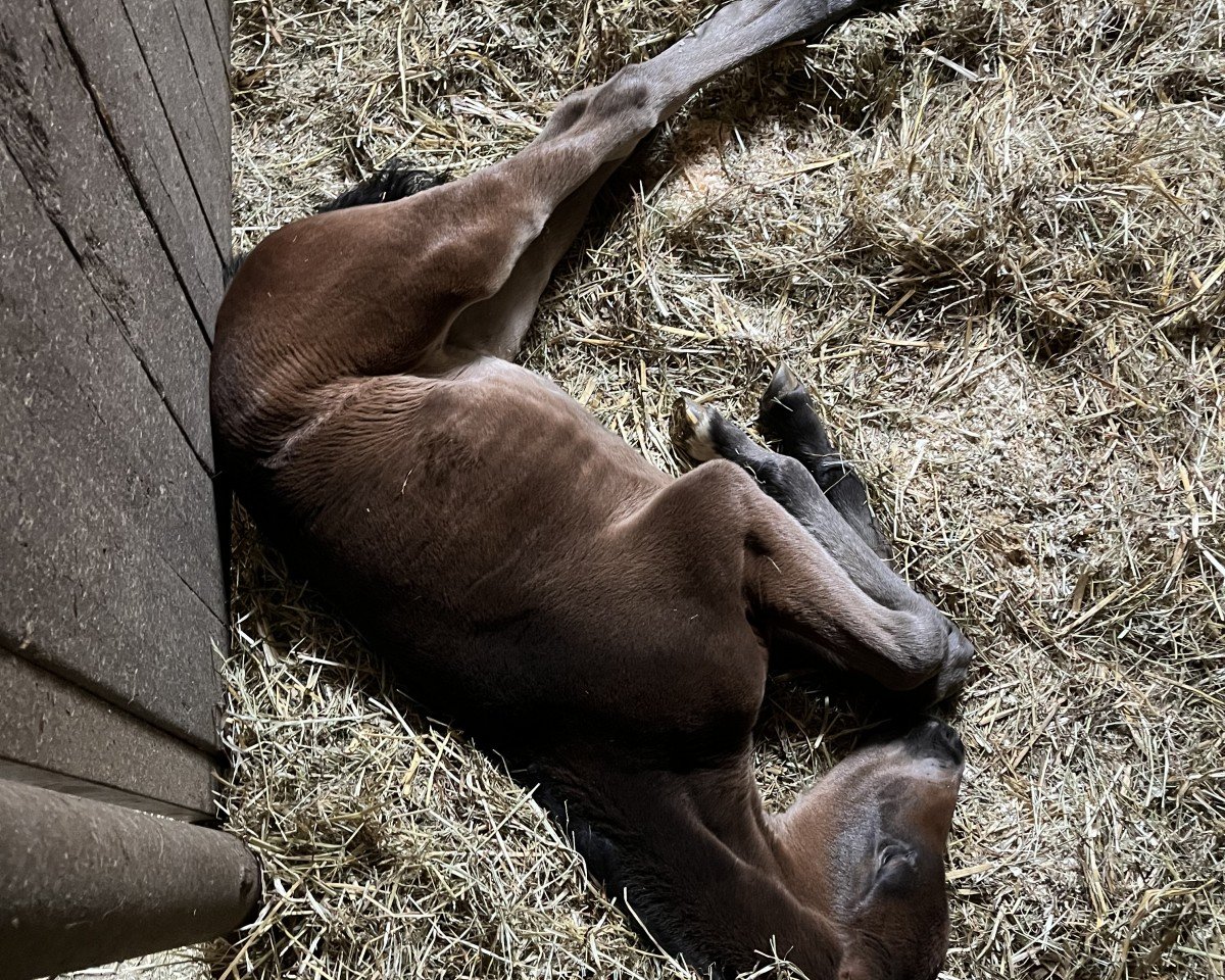 broodmare Final Chance (Oldenburg, 2015, from Fürstenball)