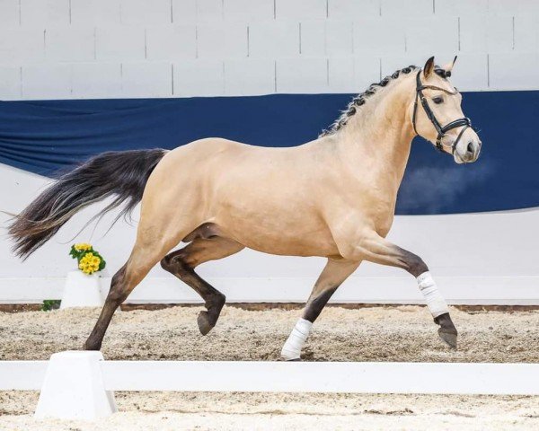 dressage horse Cool Breeze S.O. (German Riding Pony, 2021, from Charmeur)