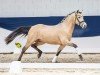 dressage horse Cool Breeze S.O. (German Riding Pony, 2021, from Charmeur)