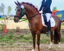 Deckhengst Melli's Darmani (Deutsches Reitpony, 2017, von Da Vinci Hs)