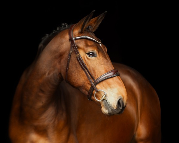 Springpferd Orylle Elle L'A (Koninklijk Warmbloed Paardenstamboek Nederland (KWPN), 2019, von Ideal de La Loge)