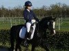 stallion Grimaldi 89 (Welsh-Pony (Section B), 2006, from Grisu N)