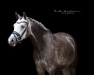 dressage horse Gray Light (German Riding Pony, 2015, from Grimaldi 89)