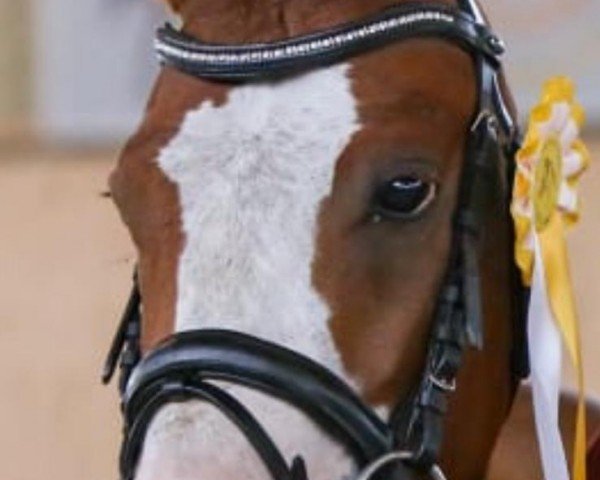 dressage horse Ghostbuster (German Riding Pony, 2018, from Grimaldi 89)