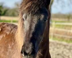 horse Fína vom Schänzle (Iceland Horse, 2022, from Náttfari vom Elfenland)