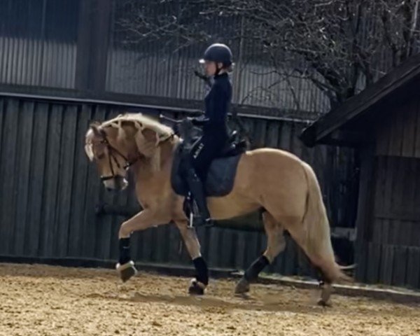 dressage horse Namori Ono (13,67% ox) (Edelbluthaflinger, 2020, from DSP Nakuri (17,19% ox))