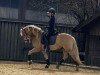 dressage horse Namori Ono (13,67% ox) (Edelbluthaflinger, 2020, from DSP Nakuri (17,19% ox))