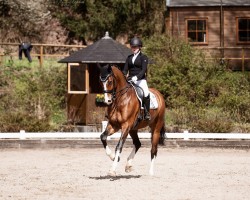 dressage horse Zuckerberg (Oldenburg, 2011, from Zhivago)